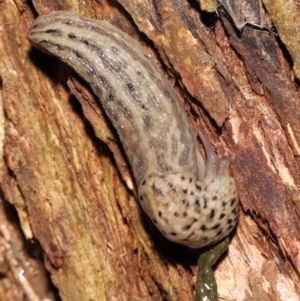 Limax maximus at Acton, ACT - 21 Mar 2021 01:10 PM