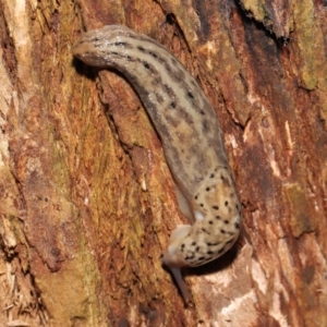 Limax maximus at Acton, ACT - 21 Mar 2021 01:10 PM