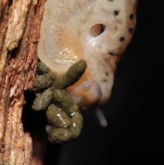 Limax maximus (Leopard Slug, Great Grey Slug) at ANBG - 21 Mar 2021 by TimL