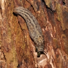 Limax maximus at Acton, ACT - 21 Mar 2021