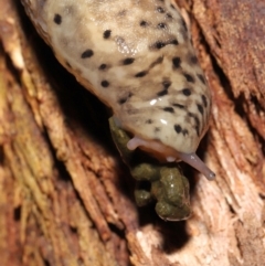 Limax maximus at Acton, ACT - 21 Mar 2021