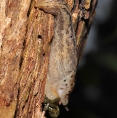 Limax maximus at Acton, ACT - 21 Mar 2021