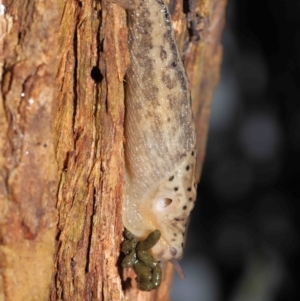 Limax maximus at Acton, ACT - 21 Mar 2021