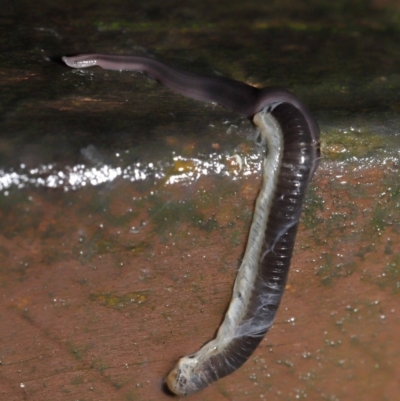 Anisorhynchodemus guttatus (Speckled flatworm) at ANBG - 21 Mar 2021 by TimL