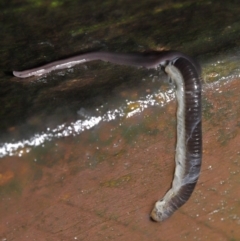 Anisorhynchodemus guttatus at Acton, ACT - 21 Mar 2021 01:31 PM