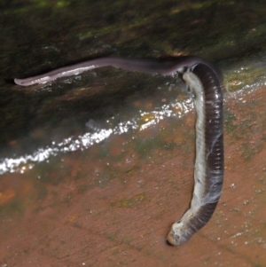 Anisorhynchodemus guttatus at Acton, ACT - 21 Mar 2021 01:31 PM