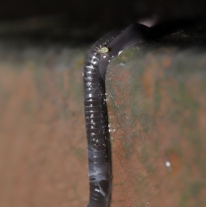 Anisorhynchodemus guttatus at Acton, ACT - 21 Mar 2021 01:31 PM