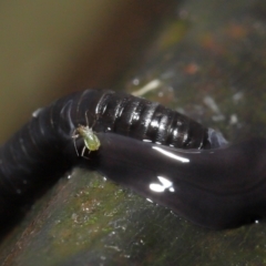 Anisorhynchodemus guttatus at Acton, ACT - 21 Mar 2021 01:31 PM