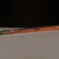 Hirudinea sp. (Class) at Acton, ACT - 21 Mar 2021