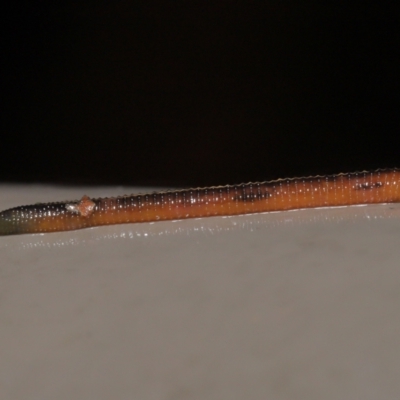 Hirudinea sp. (Class) (Unidentified Leech) at ANBG - 21 Mar 2021 by TimL