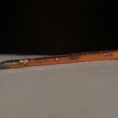 Hirudinea sp. (Class) (Unidentified Leech) at Acton, ACT - 21 Mar 2021 by TimL