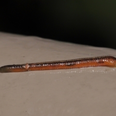 Hirudinea sp. (Class) at Acton, ACT - 21 Mar 2021