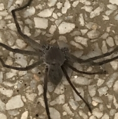 Unidentified Huntsman spider (Sparassidae) (TBC) at Phillip, ACT - 8 Mar 2021 by Tapirlord