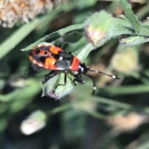 Dindymus versicolor at Phillip, ACT - 9 Mar 2021