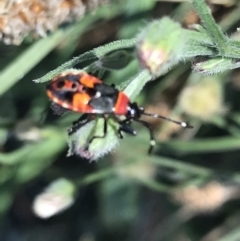 Dindymus versicolor (Harlequin Bug) at Phillip, ACT - 9 Mar 2021 by Tapirlord