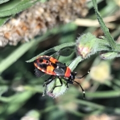 Dindymus versicolor at Phillip, ACT - 9 Mar 2021