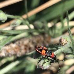 Dindymus versicolor at Phillip, ACT - 9 Mar 2021