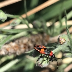 Dindymus versicolor at Phillip, ACT - 9 Mar 2021