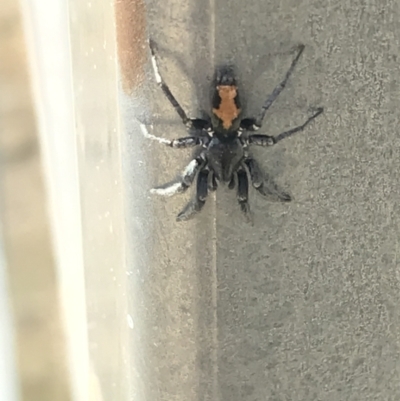 Cyclosa trilobata (Three-lobed spider) at Phillip, ACT - 10 Mar 2021 by Tapirlord