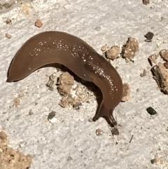 Ambigolimax sp. (valentius and waterstoni) (Striped Field Slug) at Garran, ACT - 10 Mar 2021 by Tapirlord