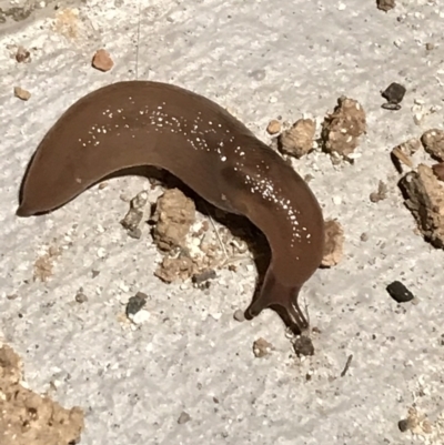 Ambigolimax nyctelia (Striped Field Slug) at Hughes Garran Woodland - 10 Mar 2021 by Tapirlord