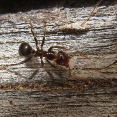 Papyrius sp (undescribed) (Hairy Coconut Ant) at Namadgi National Park - 20 Mar 2021 by Christine