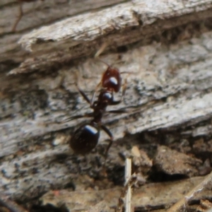 Papyrius sp (undescribed) at Paddys River, ACT - 20 Mar 2021
