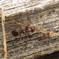 Papyrius sp (undescribed) at Paddys River, ACT - 20 Mar 2021