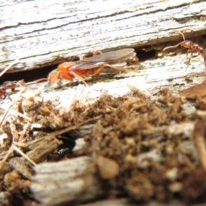 Papyrius sp (undescribed) at Paddys River, ACT - 20 Mar 2021