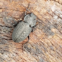 Adelium porcatum (Darkling Beetle) at Latham, ACT - 20 Mar 2021 by trevorpreston