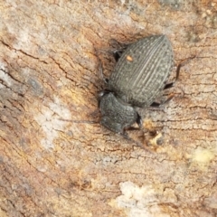 Adelium porcatum at Latham, ACT - 20 Mar 2021 02:04 PM