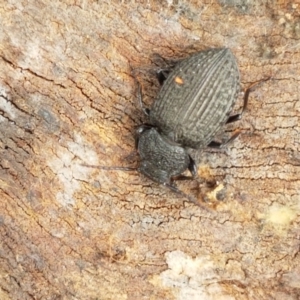 Adelium porcatum at Latham, ACT - 20 Mar 2021 02:04 PM