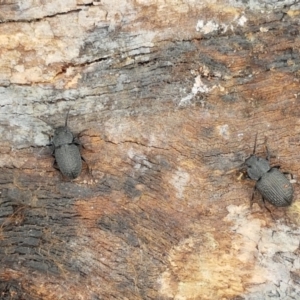 Adelium porcatum at Latham, ACT - 20 Mar 2021 02:04 PM