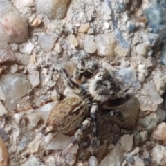 Maratus griseus (Jumping spider) at Holt, ACT - 20 Mar 2021 by trevorpreston