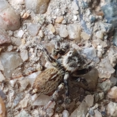 Maratus griseus (Jumping spider) at Holt, ACT - 20 Mar 2021 by tpreston