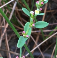 Polygonum arenastrum (Wireweed) at Majura, ACT - 21 Mar 2021 by JaneR