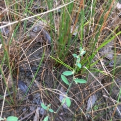 Polygonum arenastrum at Majura, ACT - 21 Mar 2021 04:58 PM