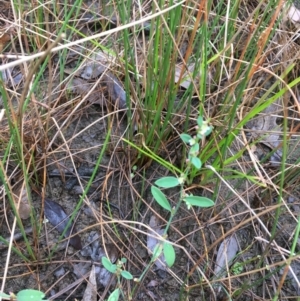 Polygonum arenastrum at Majura, ACT - 21 Mar 2021