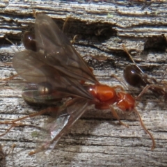 Papyrius sp (undescribed) (Hairy Coconut Ant) at Namadgi National Park - 20 Mar 2021 by Christine