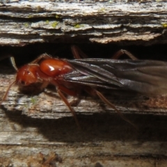 Papyrius sp (undescribed) at Paddys River, ACT - 20 Mar 2021