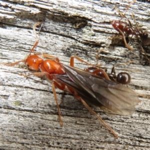 Papyrius sp (undescribed) at Paddys River, ACT - 20 Mar 2021