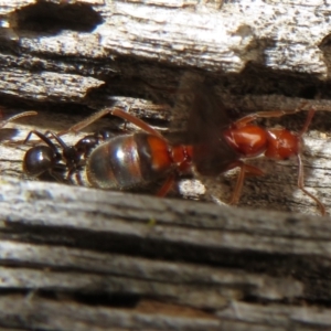 Papyrius sp (undescribed) at Paddys River, ACT - 20 Mar 2021