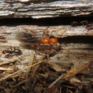 Papyrius sp (undescribed) at Paddys River, ACT - 20 Mar 2021