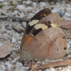 Heteronympha merope (Common Brown Butterfly) at Paddys River, ACT - 11 Feb 2021 by michaelb