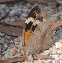 Heteronympha merope at Paddys River, ACT - 11 Feb 2021 06:22 PM