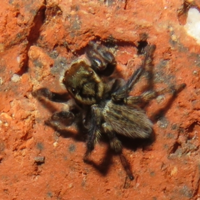 Maratus griseus (Jumping spider) at Flynn, ACT - 19 Mar 2021 by Christine