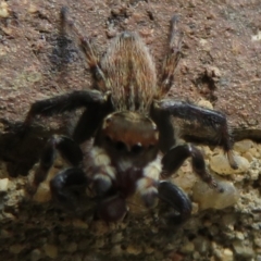 Maratus griseus at Flynn, ACT - 19 Mar 2021