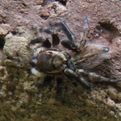 Maratus griseus at Flynn, ACT - 19 Mar 2021