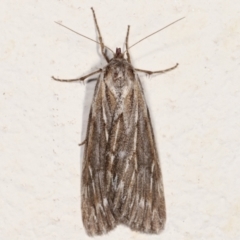 Ciampa arietaria (Brown Pasture Looper Moth) at Melba, ACT - 13 Mar 2021 by kasiaaus