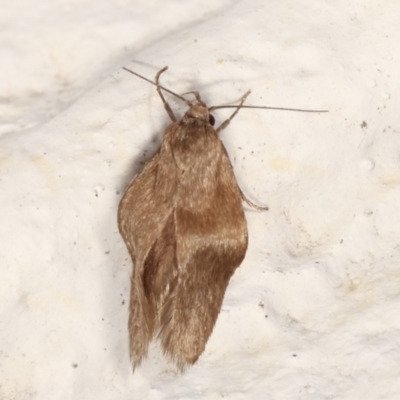 Gelechioidea (superfamily) (Unidentified Gelechioid moth) at Melba, ACT - 13 Mar 2021 by kasiaaus